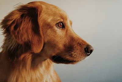 Dog looking at camera