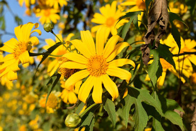 Close-up of yellow flowering plant