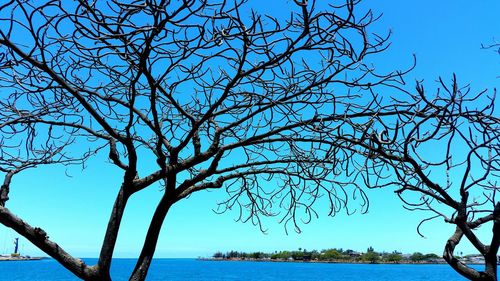 Bare trees against blue sky