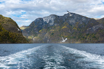 Seagulls flying above river against mountains