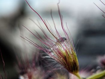 Close-up of plant in field