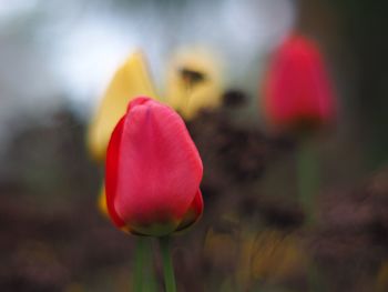 Close-up of red flowers