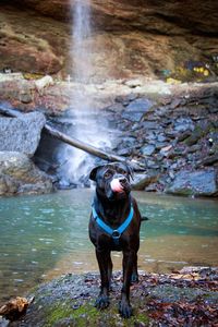 Dog sticking out tongue while standing against waterfall