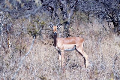 Portrait of a deer standing in a field