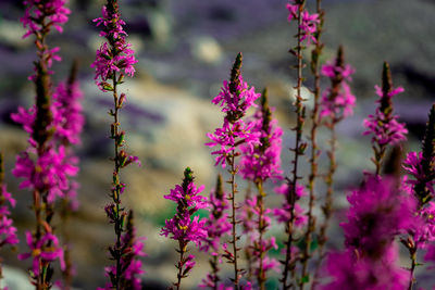 Close-up of pink flowering plants