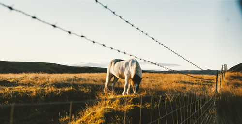 Horse on field against sky