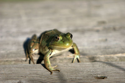 Close-up of lizard on wood