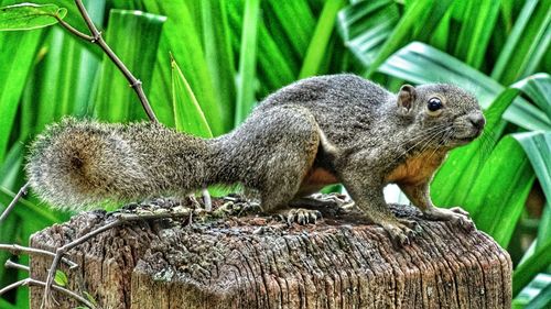 Monkey on tree trunk