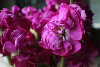 Close-up of purple flowers blooming outdoors