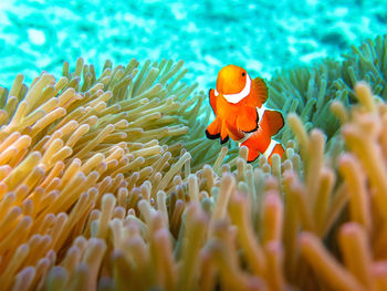 View of fish swimming in sea