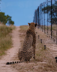 Cheetah on field