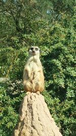 Portrait of a monkey in forest