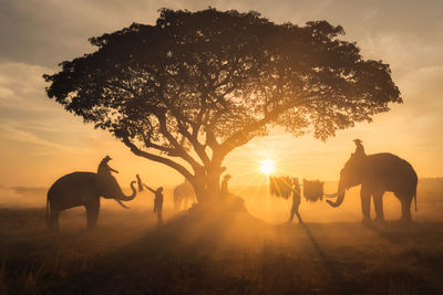 Silhouette of horses on field against sky during sunset