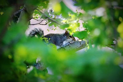 High angle view of squirrel on tree