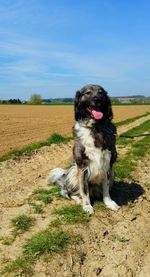 Dog on field against sky