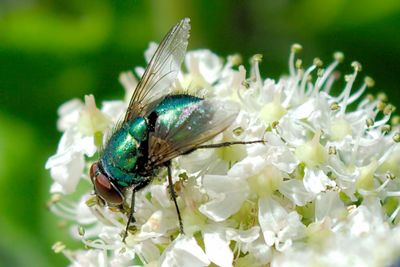 Close-up of insect on plant