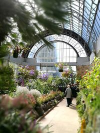 Plants growing in greenhouse