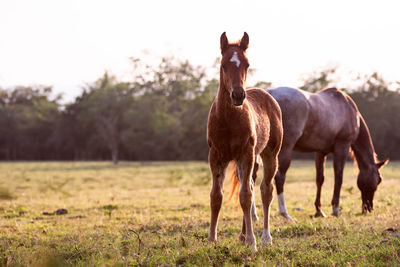 Horses standing in a field