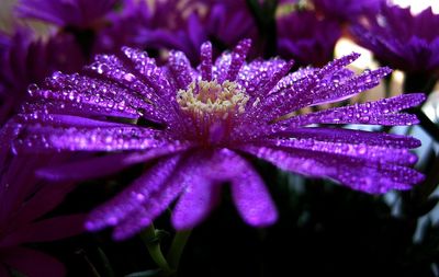 Close-up of wet purple flower