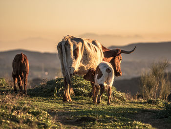 Horses standing on field against sky during sunset