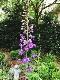 View of flowers growing on tree