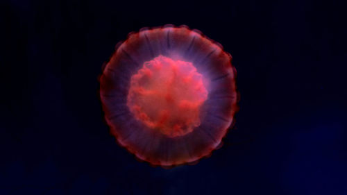 Close-up of jellyfish against black background