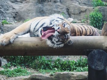 Cat relaxing in a zoo