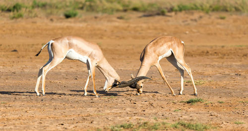 Side view of two horses on field