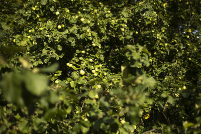 Flowering plants and trees in sunlight