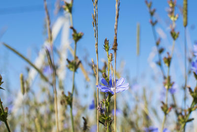 Close-up of purple flowering plant