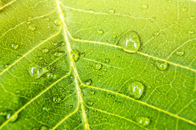 Macro shot of wet leaf