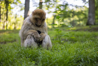 Monkey sitting in a field