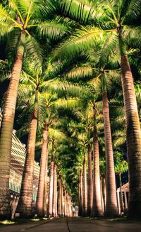 Palm trees against sky