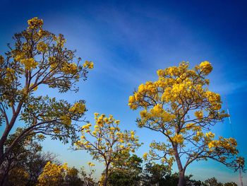 Low angle view of tree against blue sky