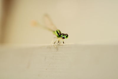 Close-up of insect on wood