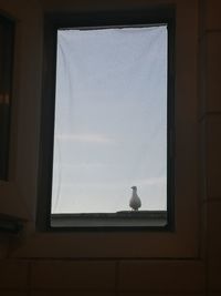 Little seagull saying hi