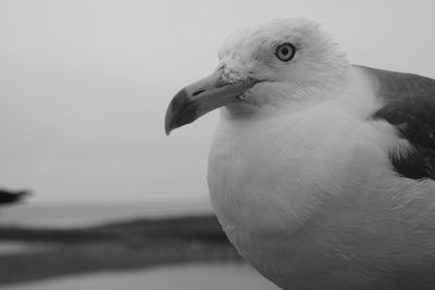 Close-up of seagull against sky