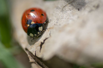 Close-up of ladybug on rock