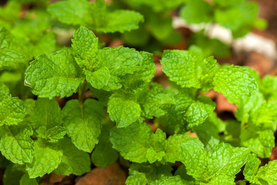 Close-up of green leaves