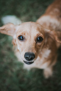 Close-up portrait of dog on field