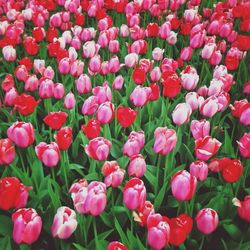 Full frame shot of pink flowers