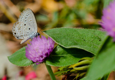 Close-up of butterfly on pink flower