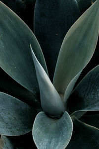Close-up of succulent plant