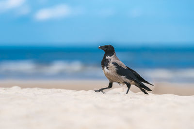 Close-up of bird on beach against sky