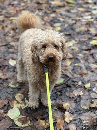Close-up of dog