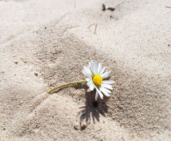 Close-up of white flower on sand