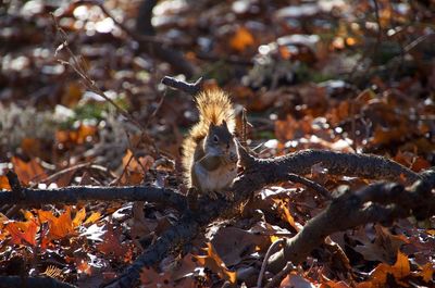 Close-up of lizard on tree