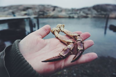 Close-up of hand holding crab scissors