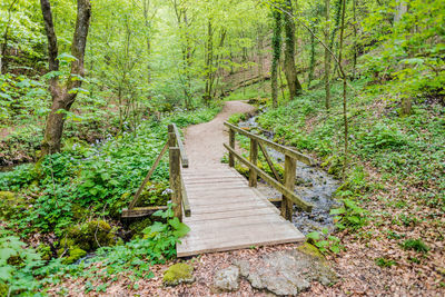 Footpath amidst trees in forest