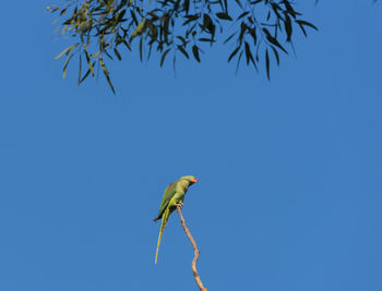 Low angle view of bird perching on branch against blue sky